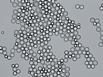 Microscope picture of Competitor silica particles before test