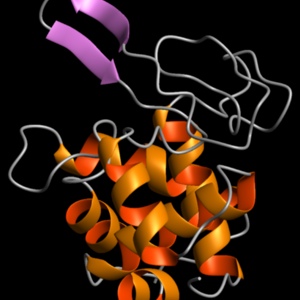 lysosyme backbone