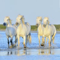 white_horses