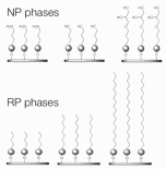 NP and RP phases
